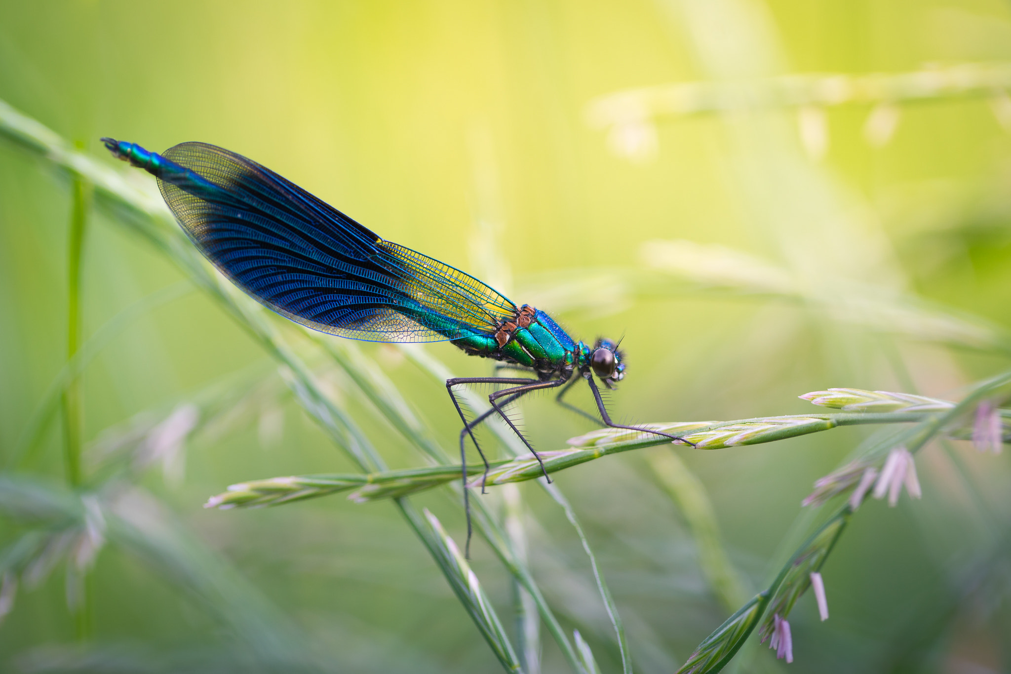 Sony a7 II + Canon EF 100mm F2.8L Macro IS USM sample photo. *flying jewel* photography