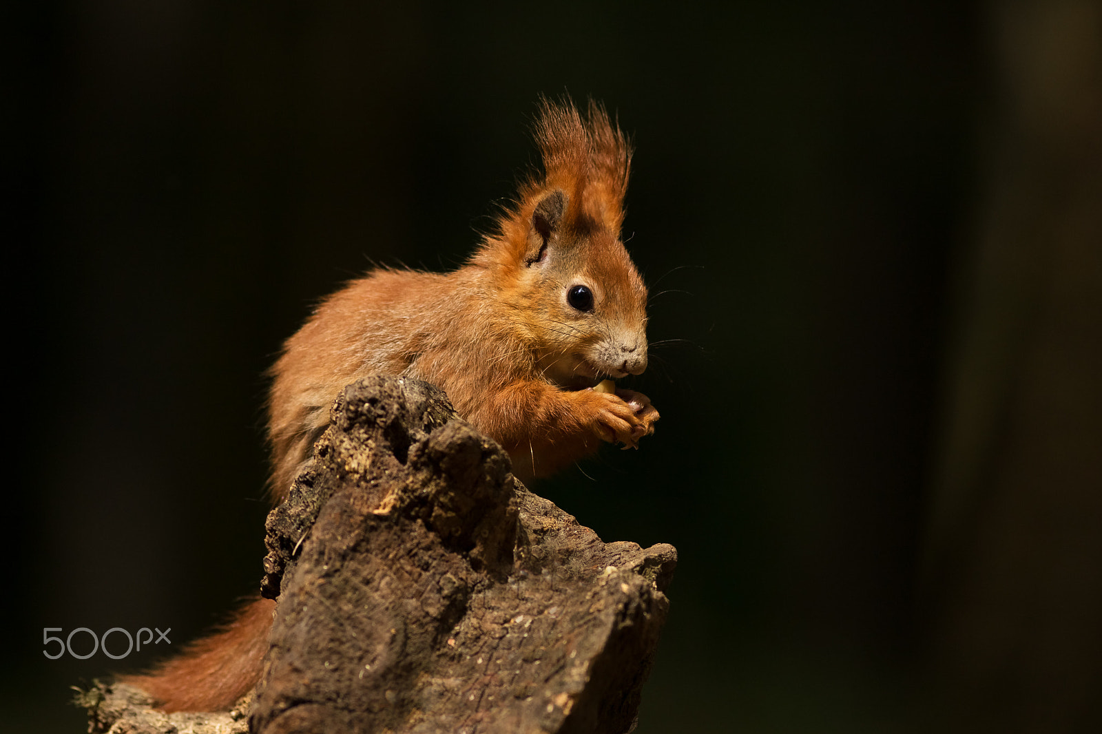 Canon EOS 760D (EOS Rebel T6s / EOS 8000D) + Canon EF 200mm F2.8L II USM sample photo. Veverka photography