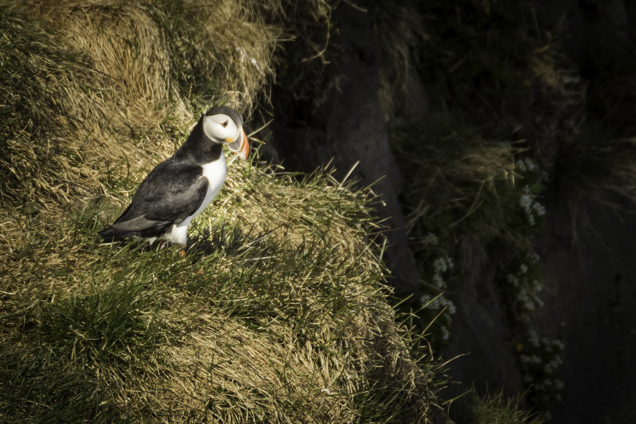 Tamron SP 35mm F1.8 Di VC USD sample photo. Puffin #1 photography