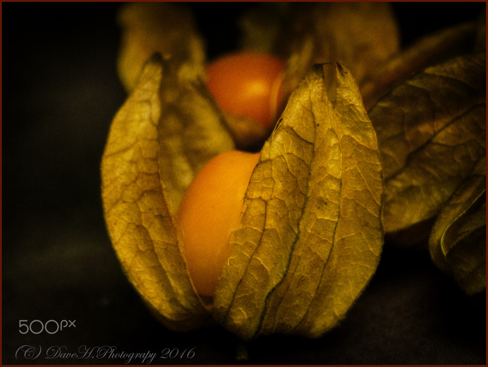 Olympus Zuiko Digital ED 70-300mm F4.0-5.6 sample photo. Physalis fruit from ecuador photography