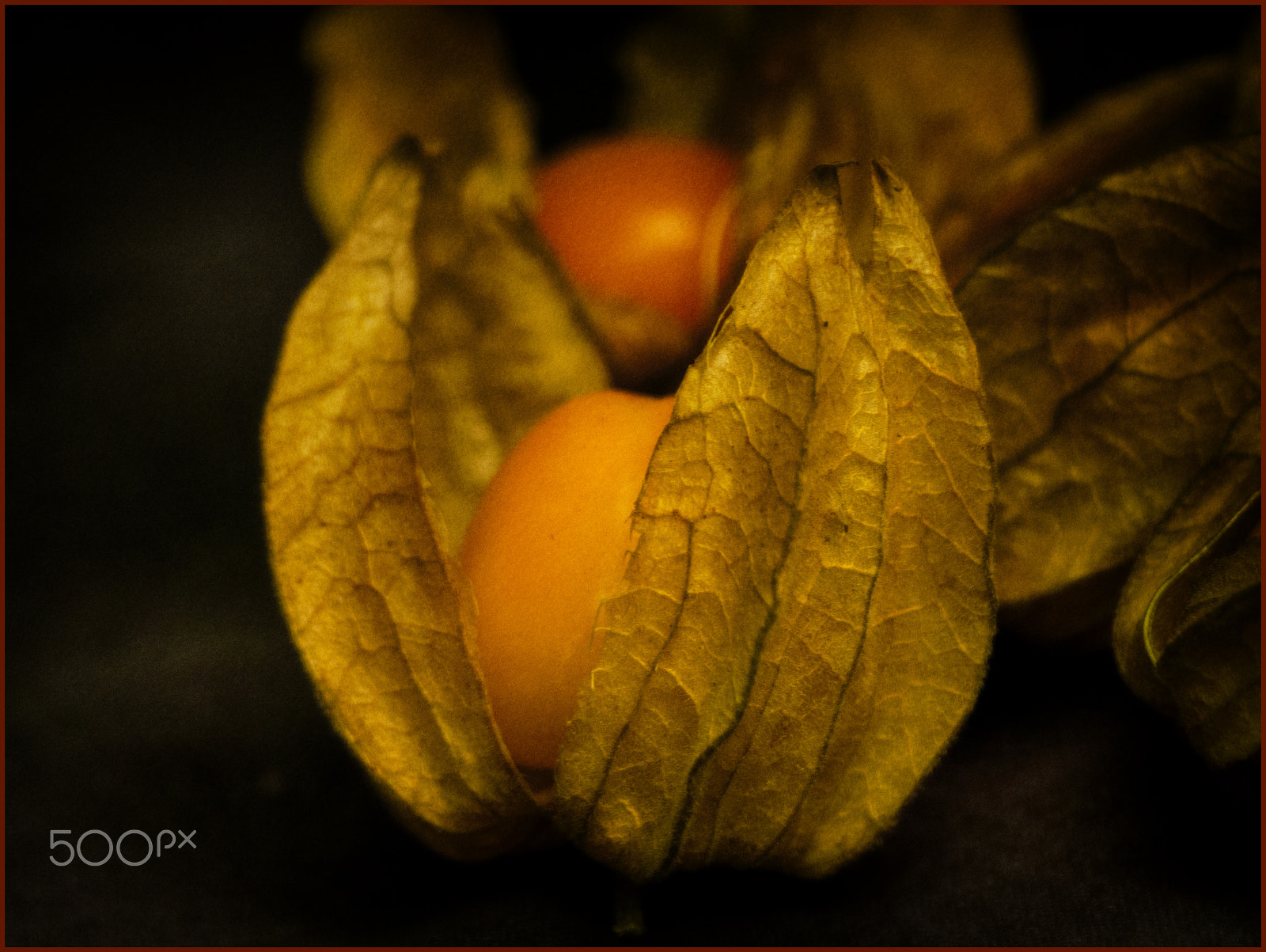 Olympus Zuiko Digital ED 70-300mm F4.0-5.6 sample photo. Physalis fruit from ecuador larger version photography