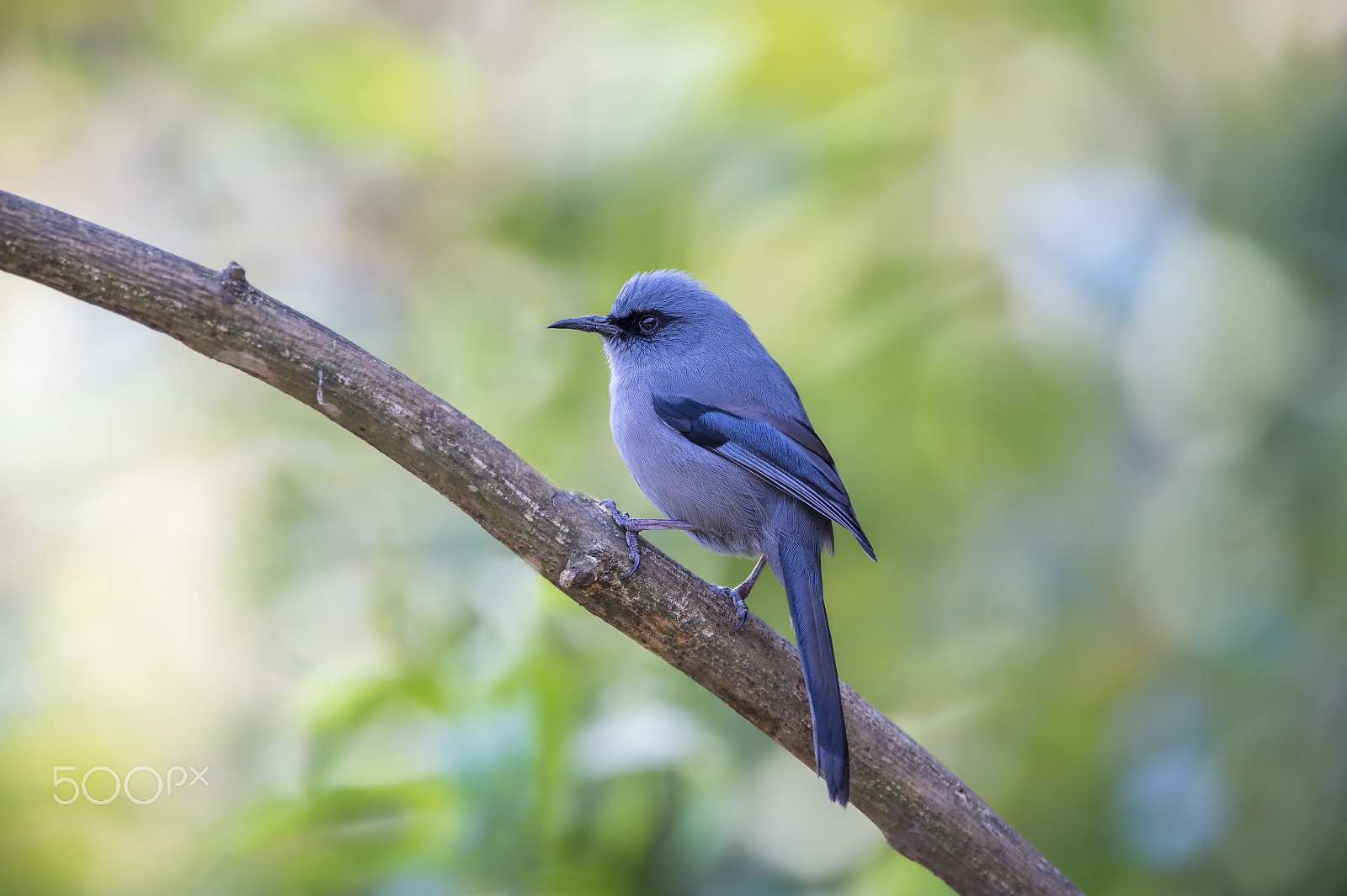 Nikon AF-S Nikkor 600mm F4E FL ED VR sample photo. Beautiful sibia photography
