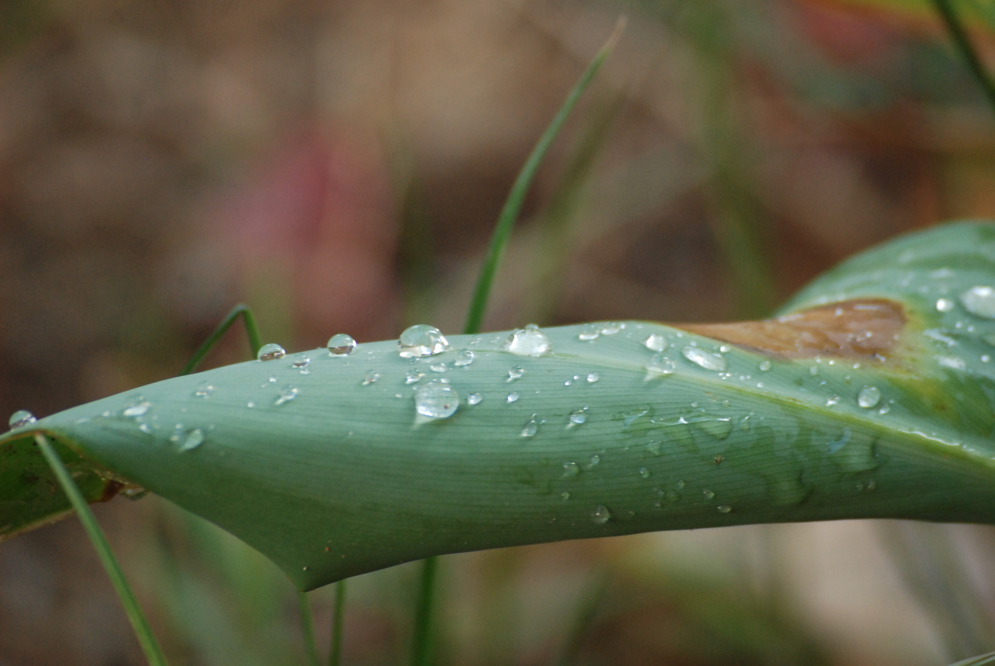 Nikon D80 + Sigma 55-200mm F4-5.6 DC sample photo. Leaf with water droplet photography