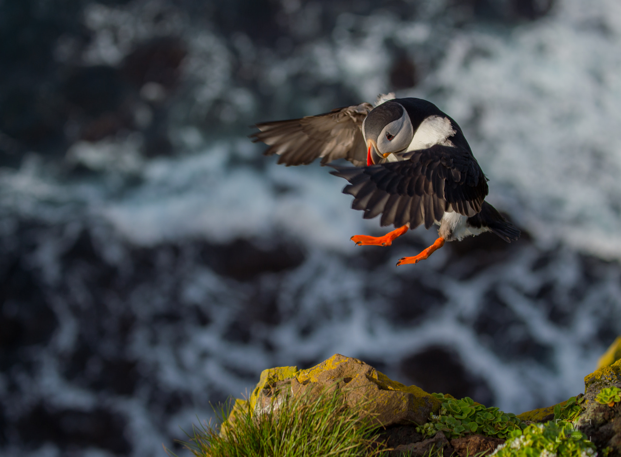 Nikon D4S sample photo. Sweet puffin... photography
