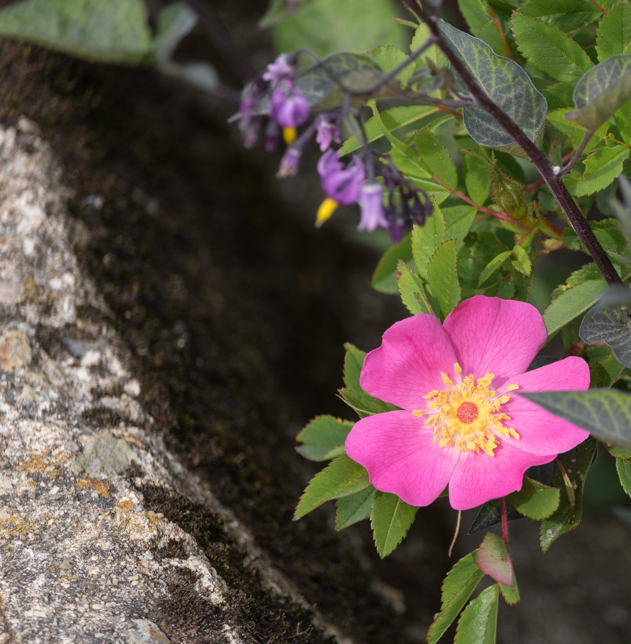 Canon EOS 760D (EOS Rebel T6s / EOS 8000D) sample photo. Pink photography