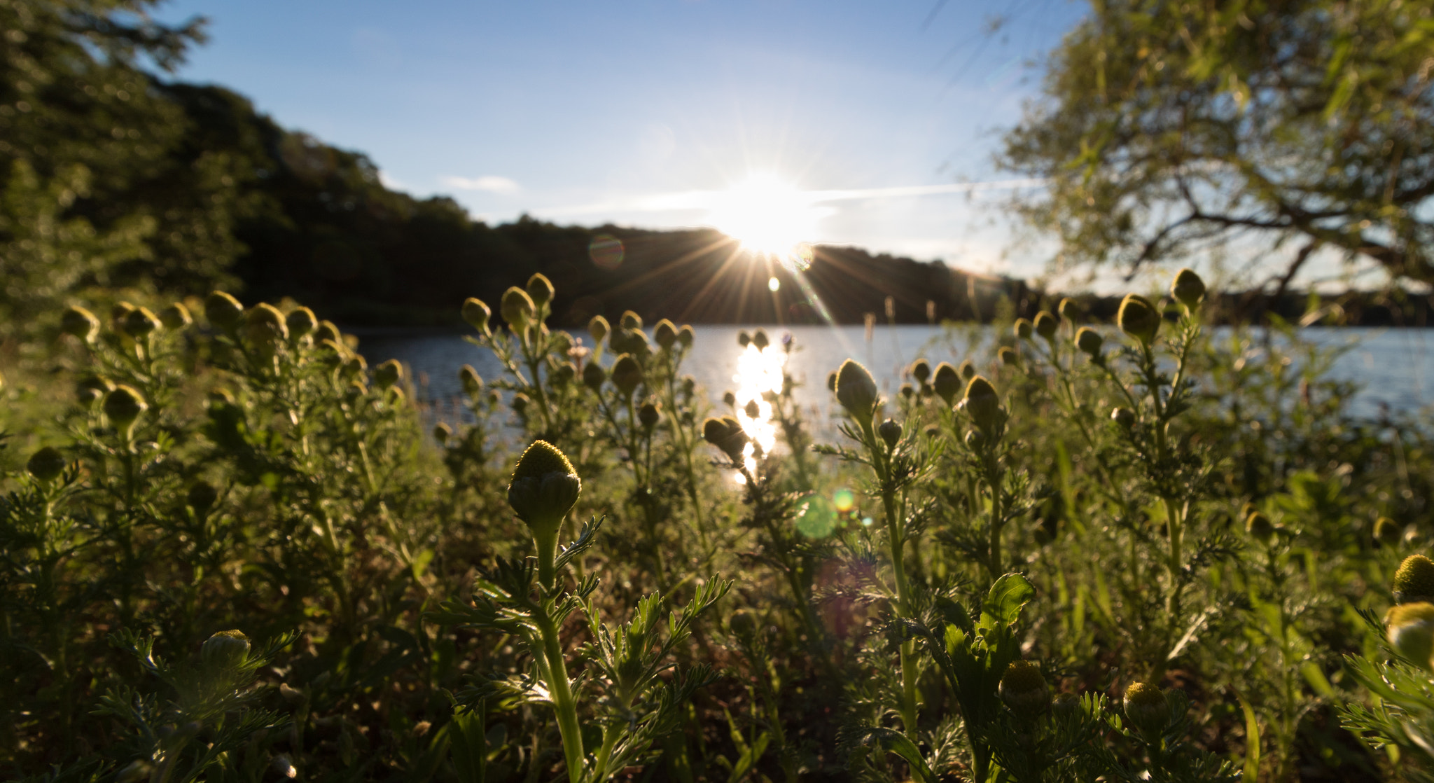 Canon EF-S 10-18mm F4.5–5.6 IS STM sample photo. Little greens photography