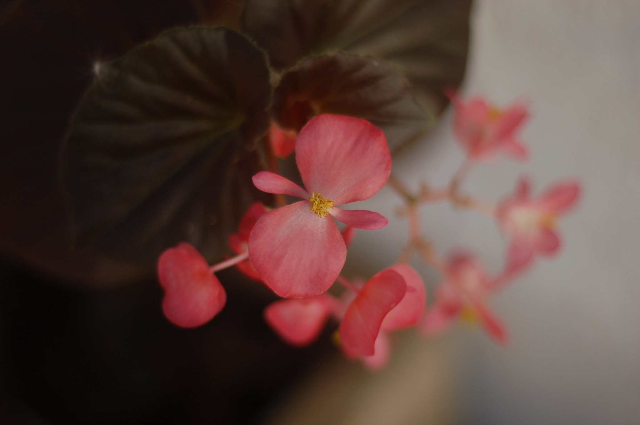 Nikon D50 + AF Nikkor 50mm f/1.8 N sample photo. Flower photography