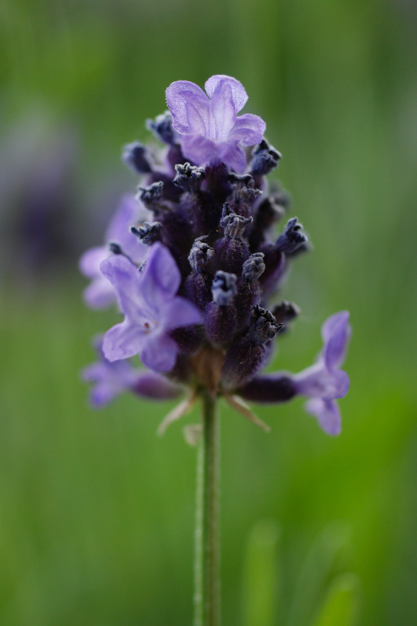 Samsung NX500 + NX 60mm F2.8 Macro sample photo. Lavender photography