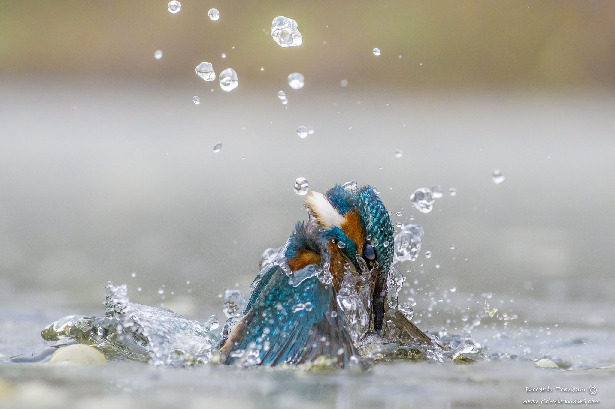 Nikon AF-S Nikkor 70-200mm F4G ED VR sample photo. Kingfisher in the fog photography