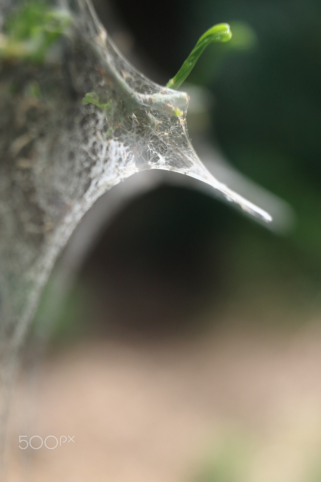 Sigma 18-50mm F2.8-4.5 DC OS HSM sample photo. Nature ghost dragon.jpg photography