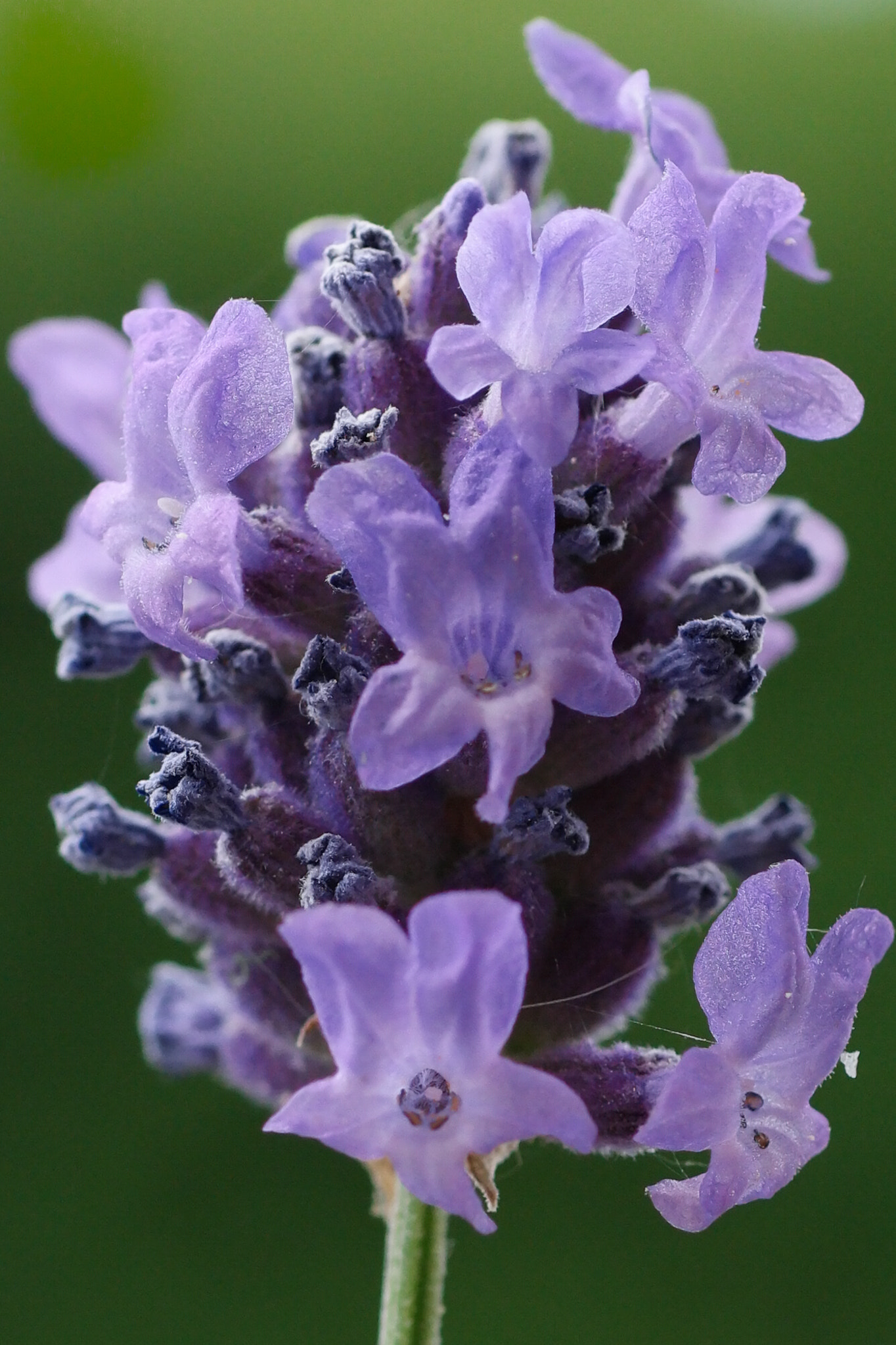 NX 60mm F2.8 Macro sample photo. Lavender ii photography