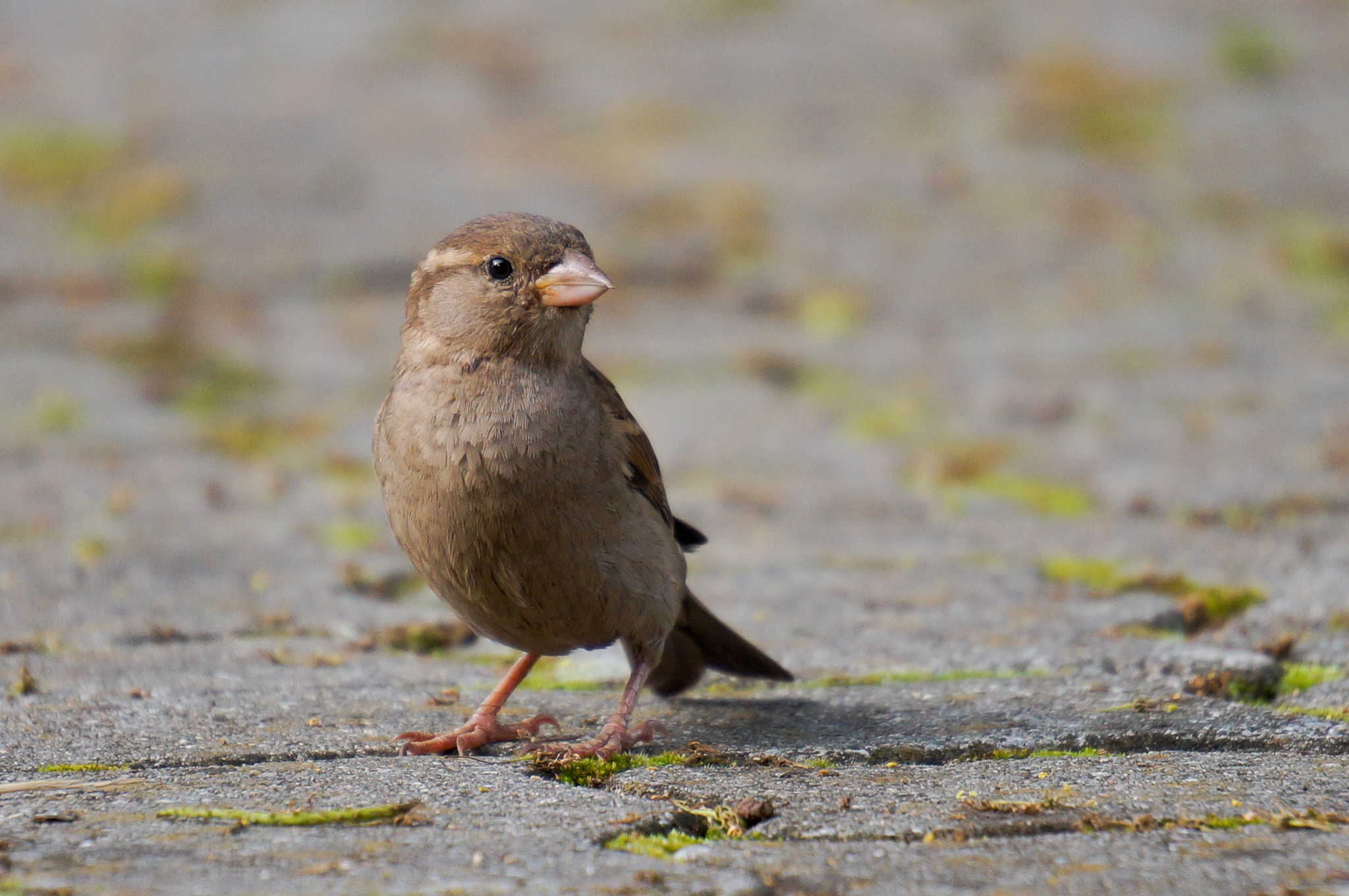 Sony Alpha NEX-3N + Sony E 55-210mm F4.5-6.3 OSS sample photo. Auch eine art raubvogel :o) photography