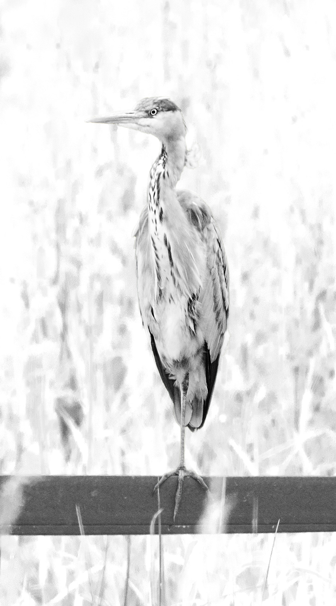 Sony ILCA-77M2 + Minolta AF 400mm F4.5 HS-APO G sample photo. Wetlands photography