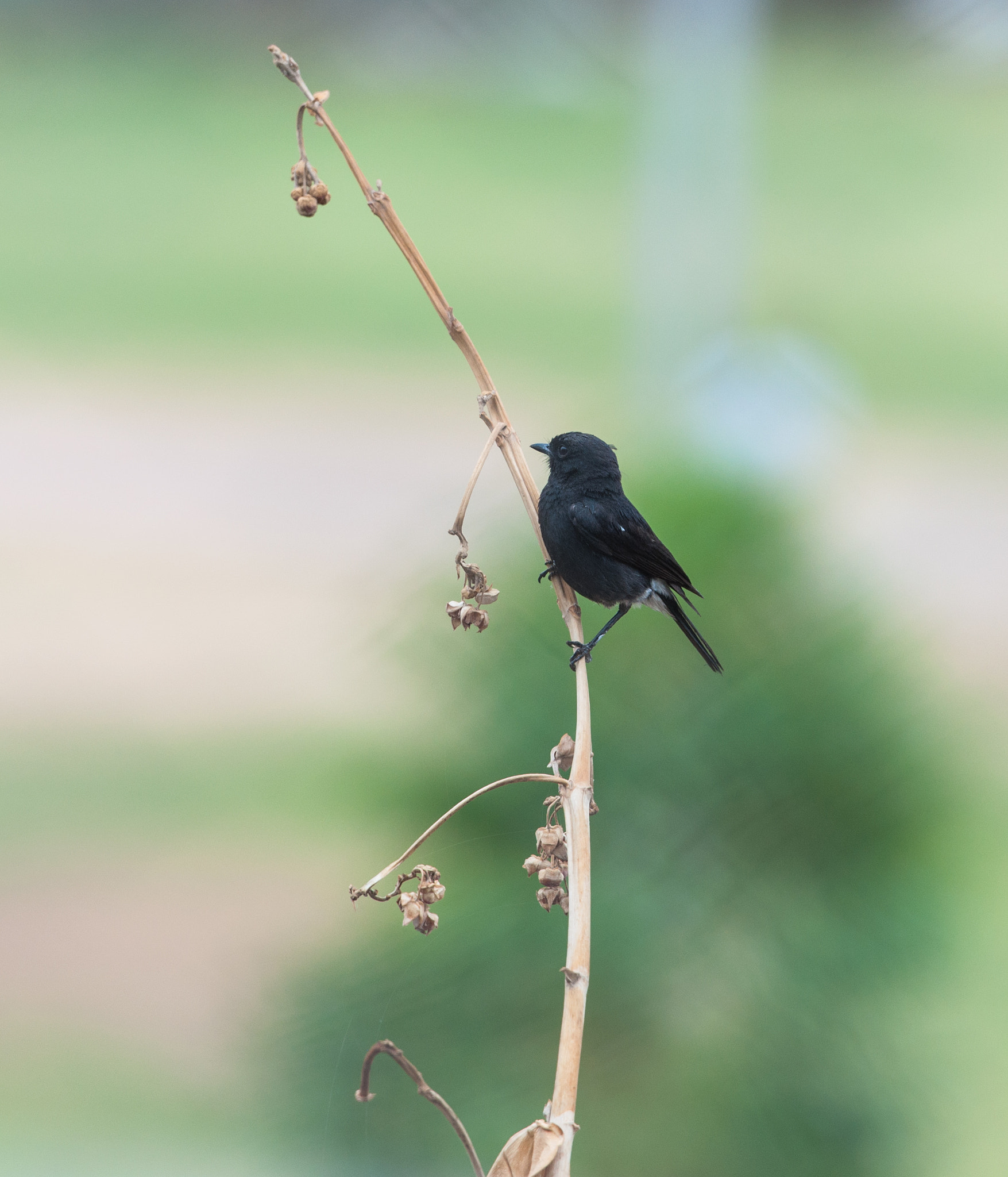 Nikon AF-S Nikkor 70-200mm F2.8G ED VR II sample photo. * photography