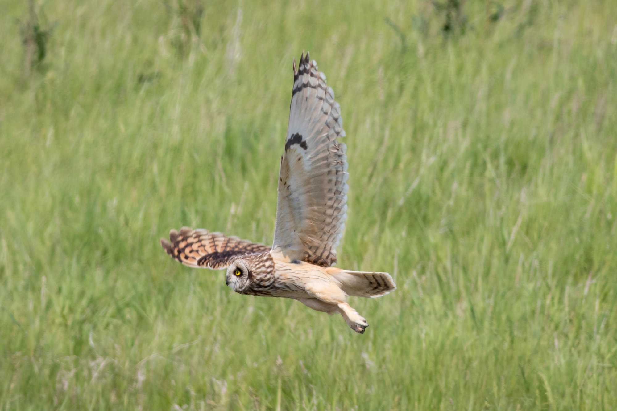 Canon EOS 7D Mark II + Canon EF 400mm F5.6L USM sample photo. Short eared owl photography