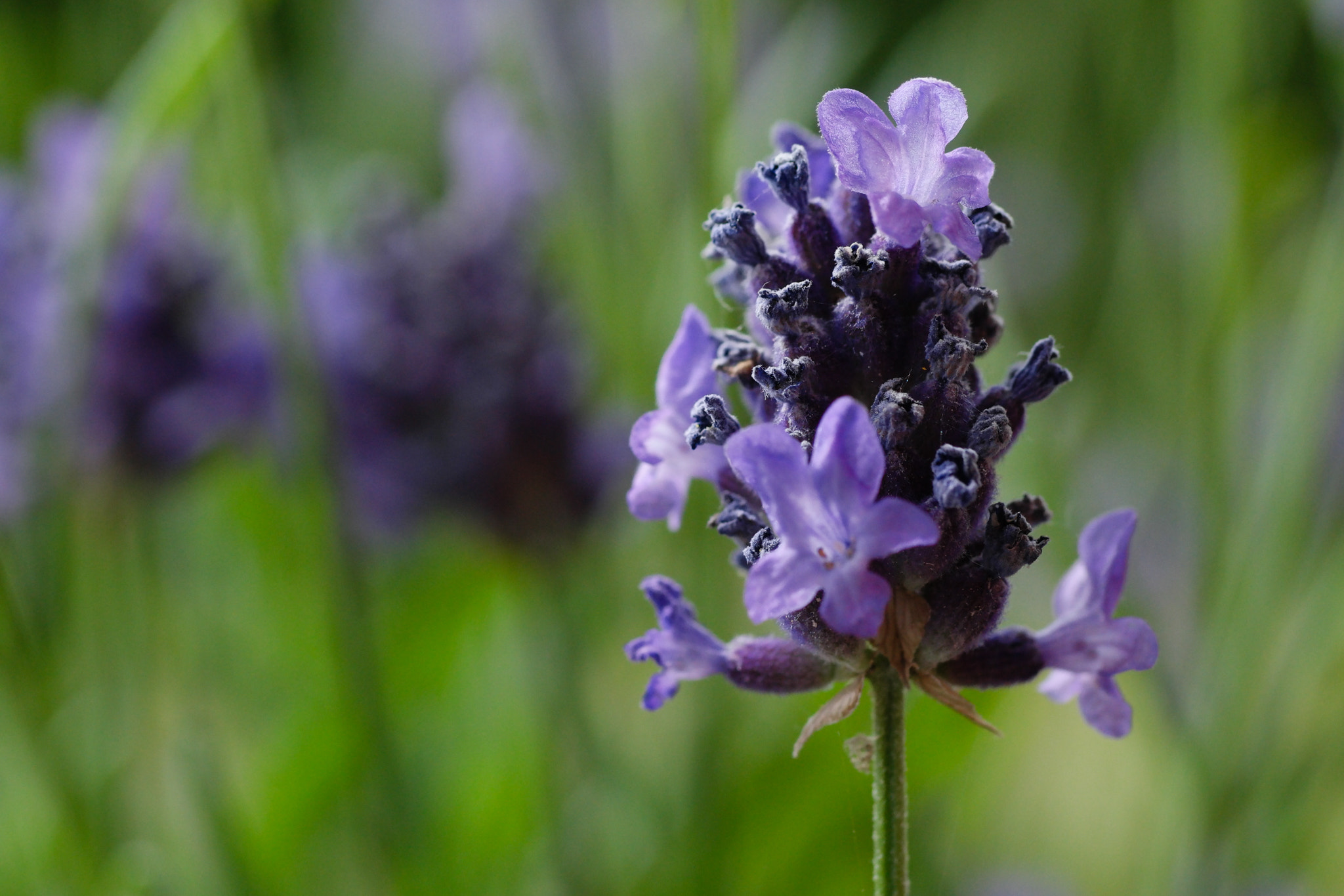 Samsung NX500 + NX 60mm F2.8 Macro sample photo. Lavender iii photography