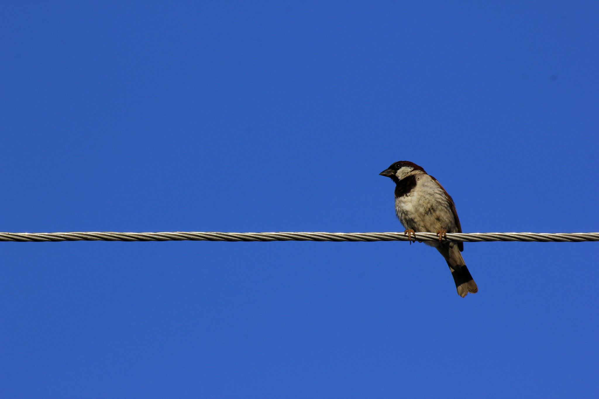 Tamron SP 35mm F1.8 Di VC USD sample photo. Life on wires photography