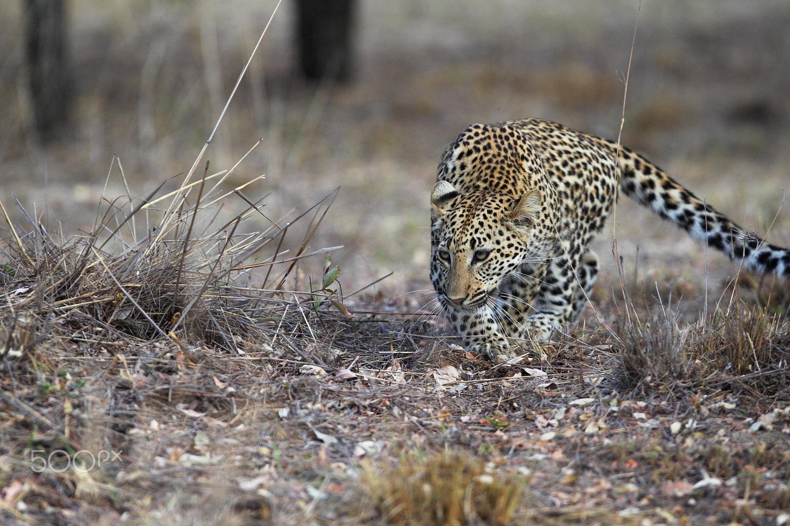 Canon EF 300mm F2.8L IS USM sample photo. A leopard starts to stalk photography