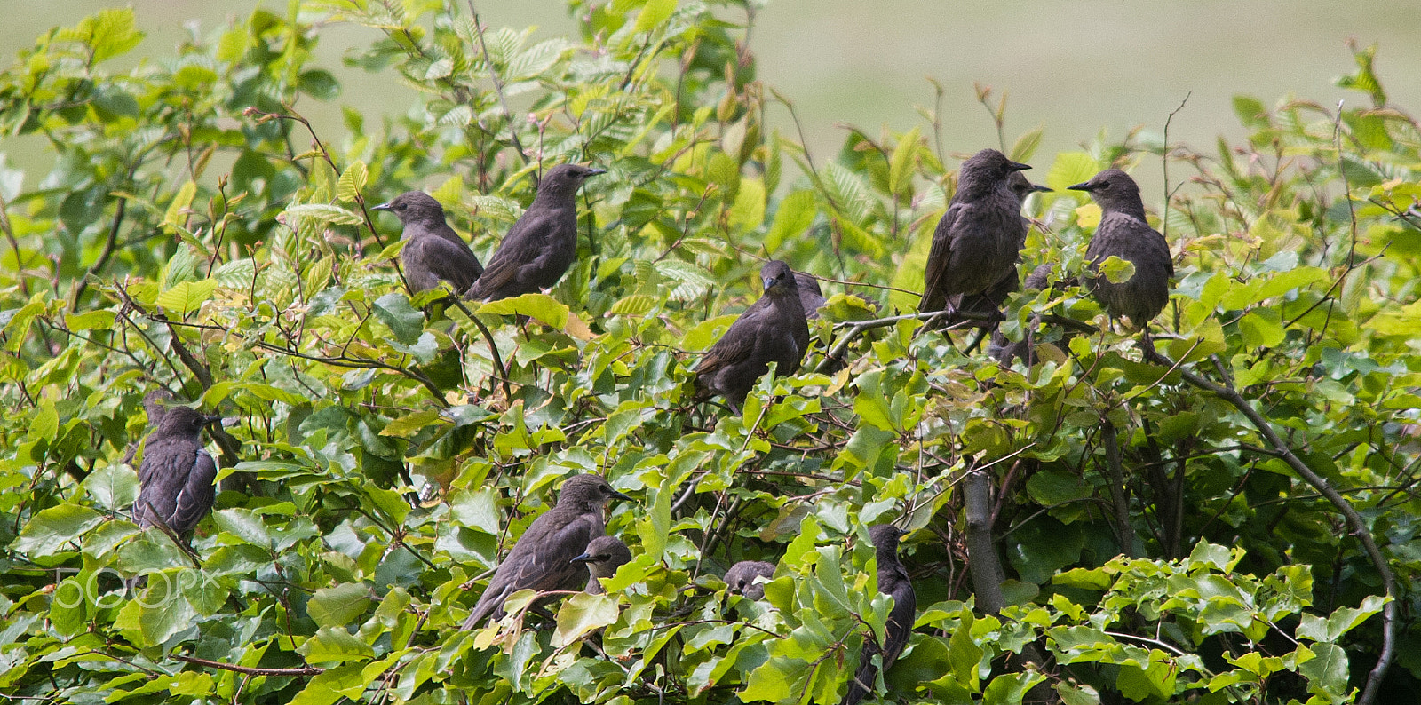 Canon EOS-1D Mark III + Sigma 150-500mm F5-6.3 DG OS HSM sample photo. Starlings photography