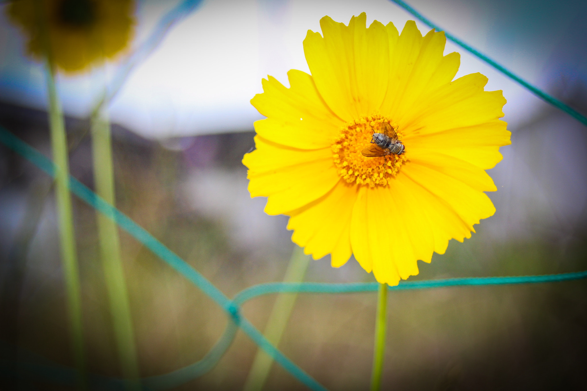 Canon EF 28-80mm f/3.5-5.6 sample photo