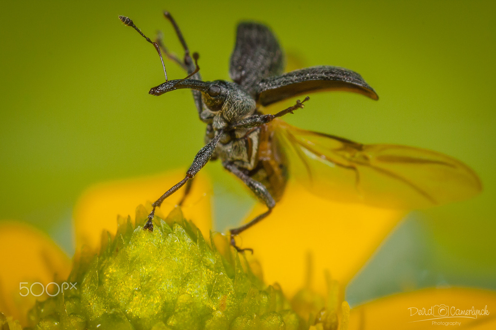 Canon MP-E 65mm F2.5 1-5x Macro Photo sample photo. Dancing strawberry root weevil photography
