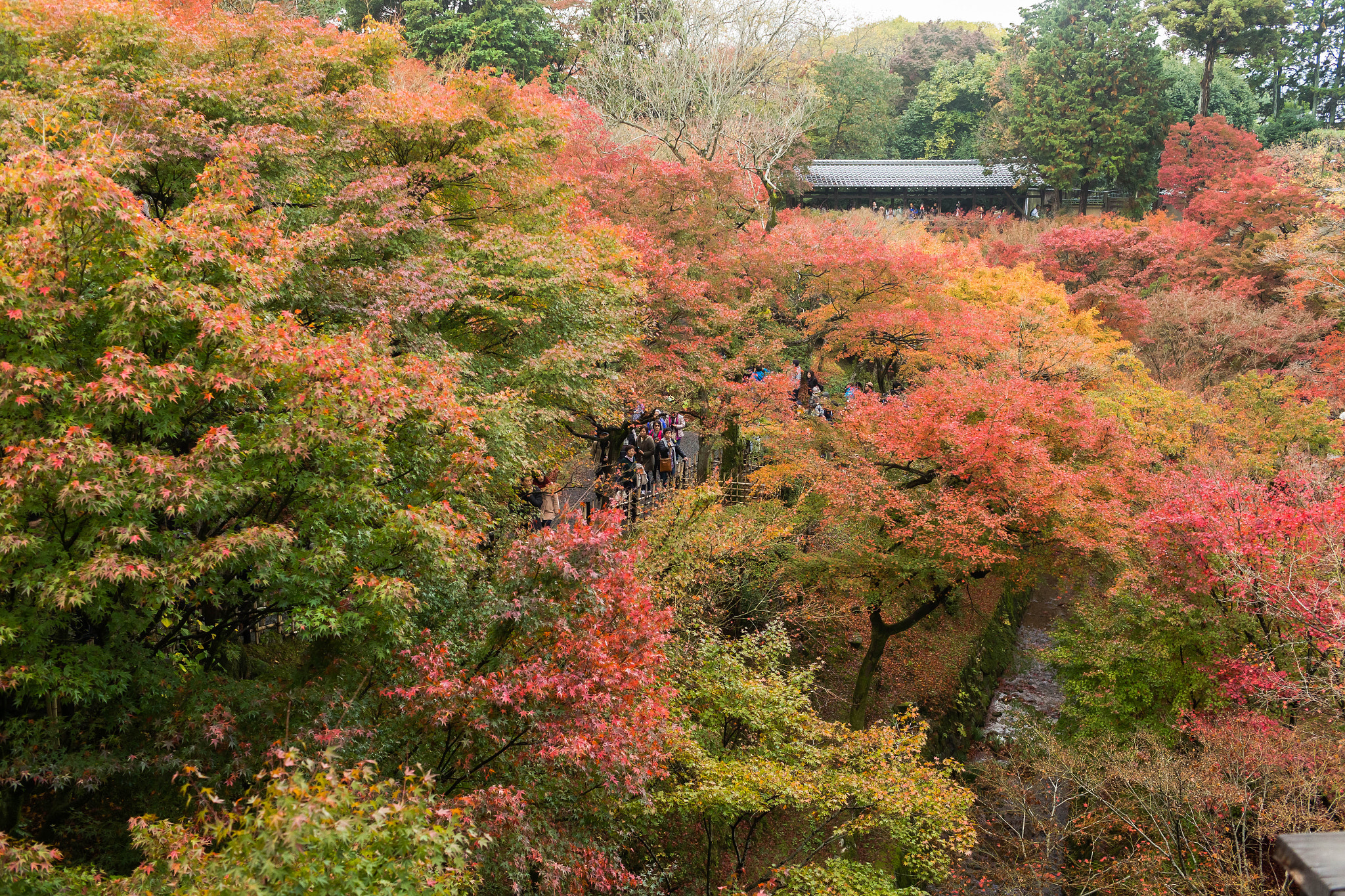 Canon EOS-1D X + Canon EF 35mm F1.4L USM sample photo. Colorful view in fall photography