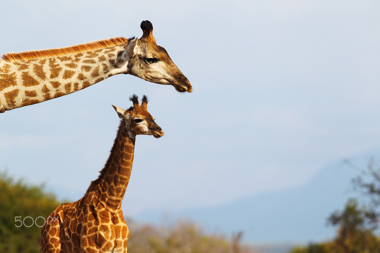 Canon EF 300mm F2.8L IS USM sample photo. Giraffe mom and calf photography