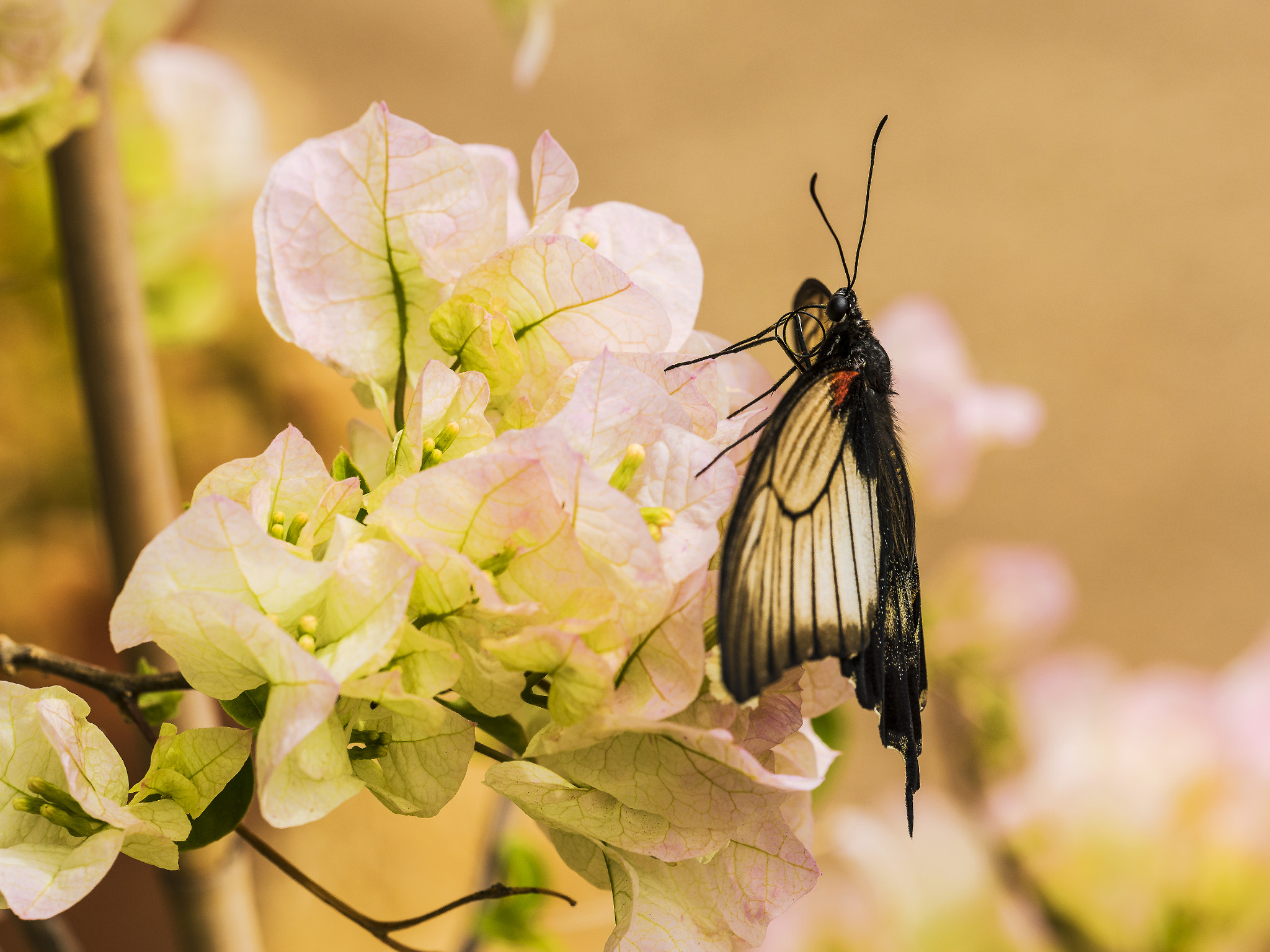 Nikon D800 + Sigma 150mm F2.8 EX DG OS Macro HSM sample photo. Black butterfly photography