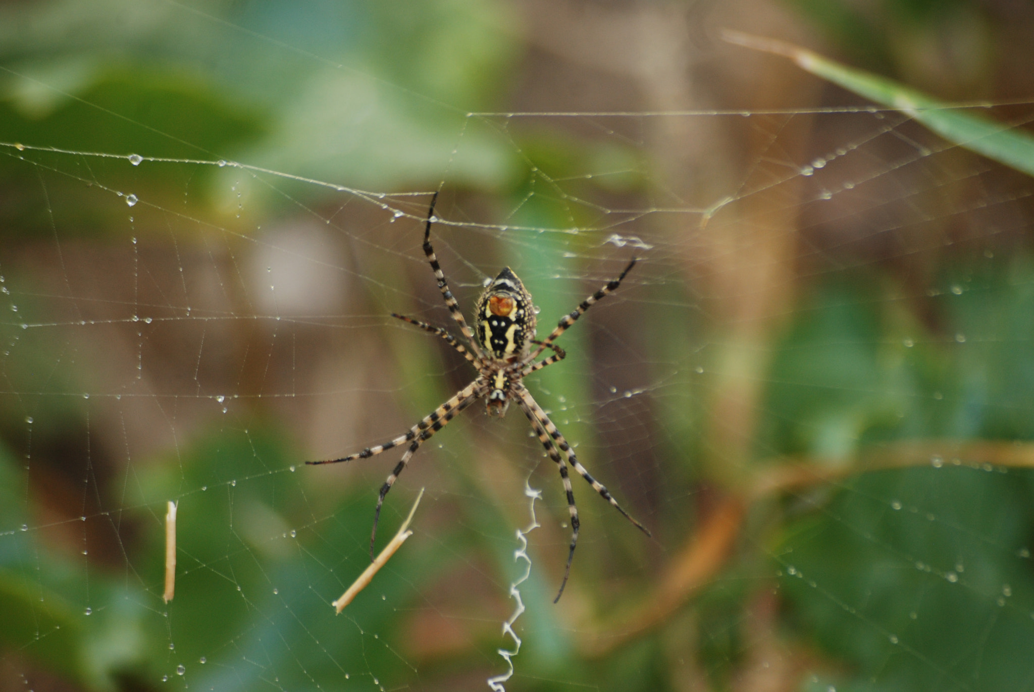 Nikon D80 + Sigma 55-200mm F4-5.6 DC sample photo. My pet (argiope trifasciata) photography