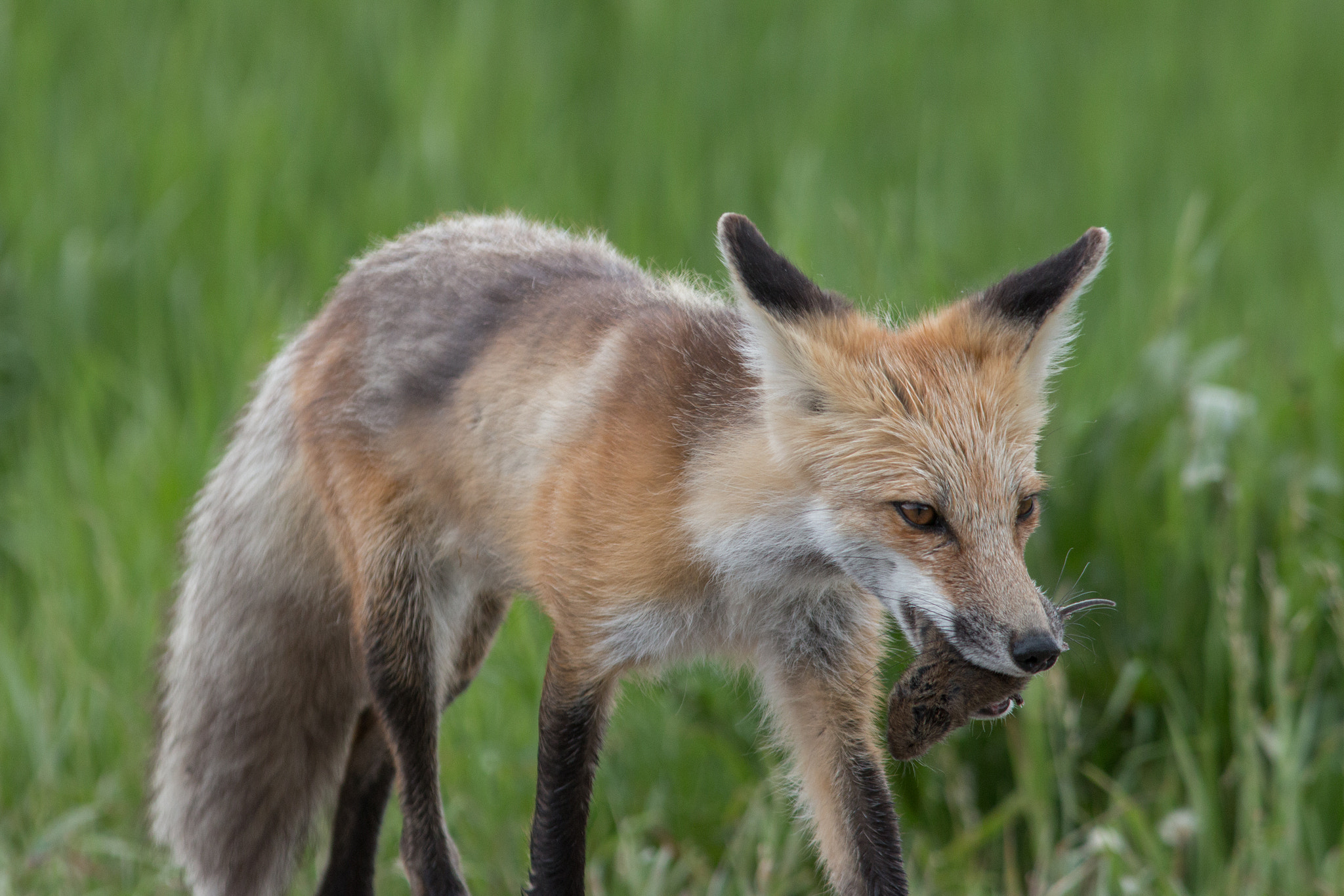 Canon EOS 70D + Canon EF 300mm F4L IS USM sample photo. Snack time photography