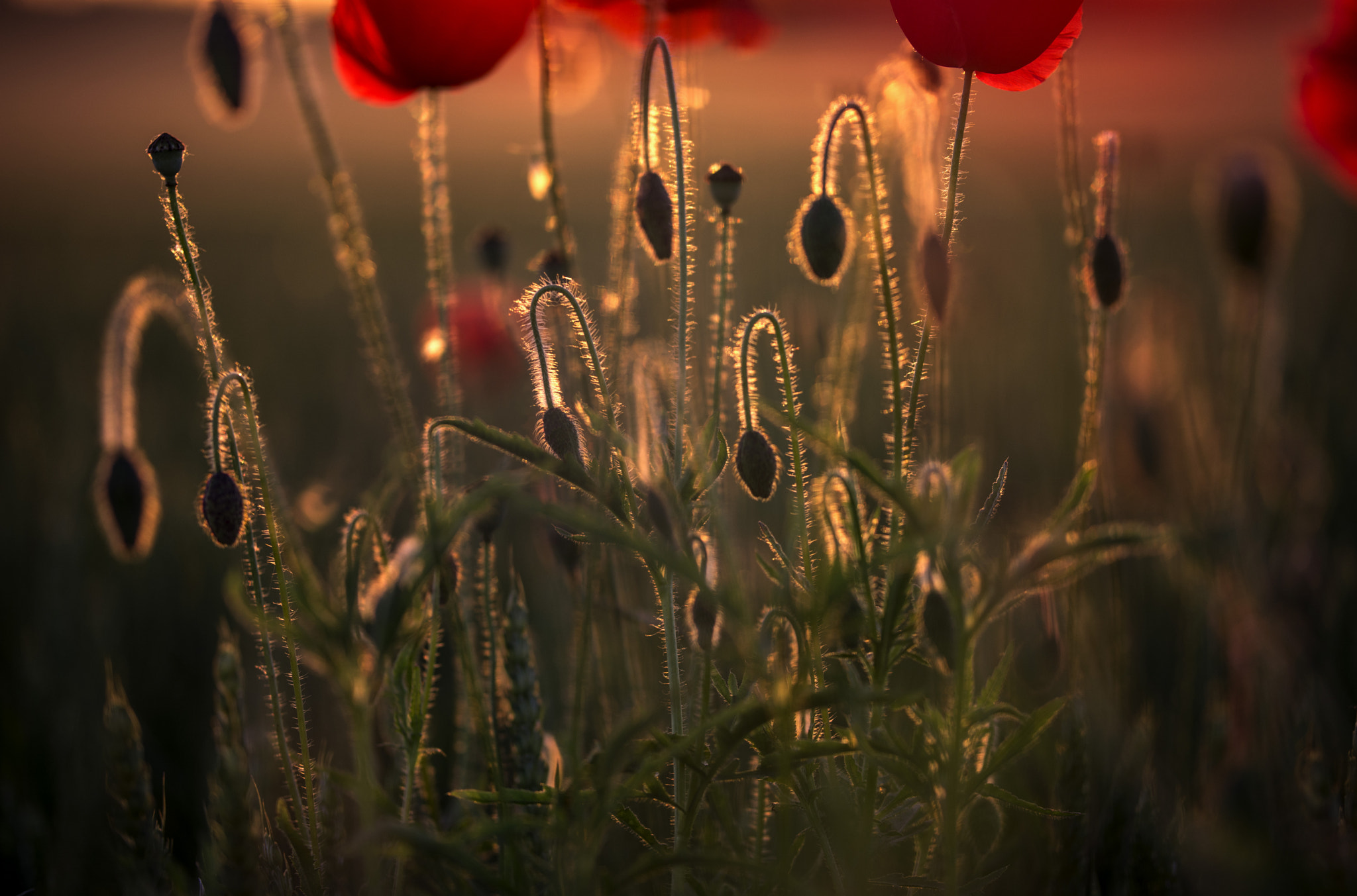 Nikon D7100 + Sigma 50-100mm F1.8 DC HSM Art sample photo. Coquelicots6 photography