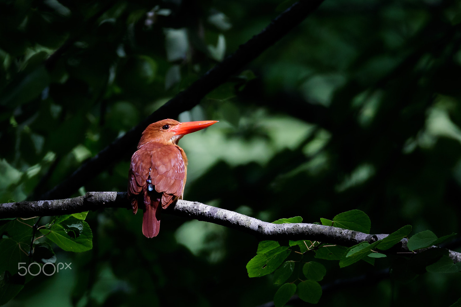 Canon EF 800mm F5.6L IS USM sample photo. Ruddy kingfisher photography