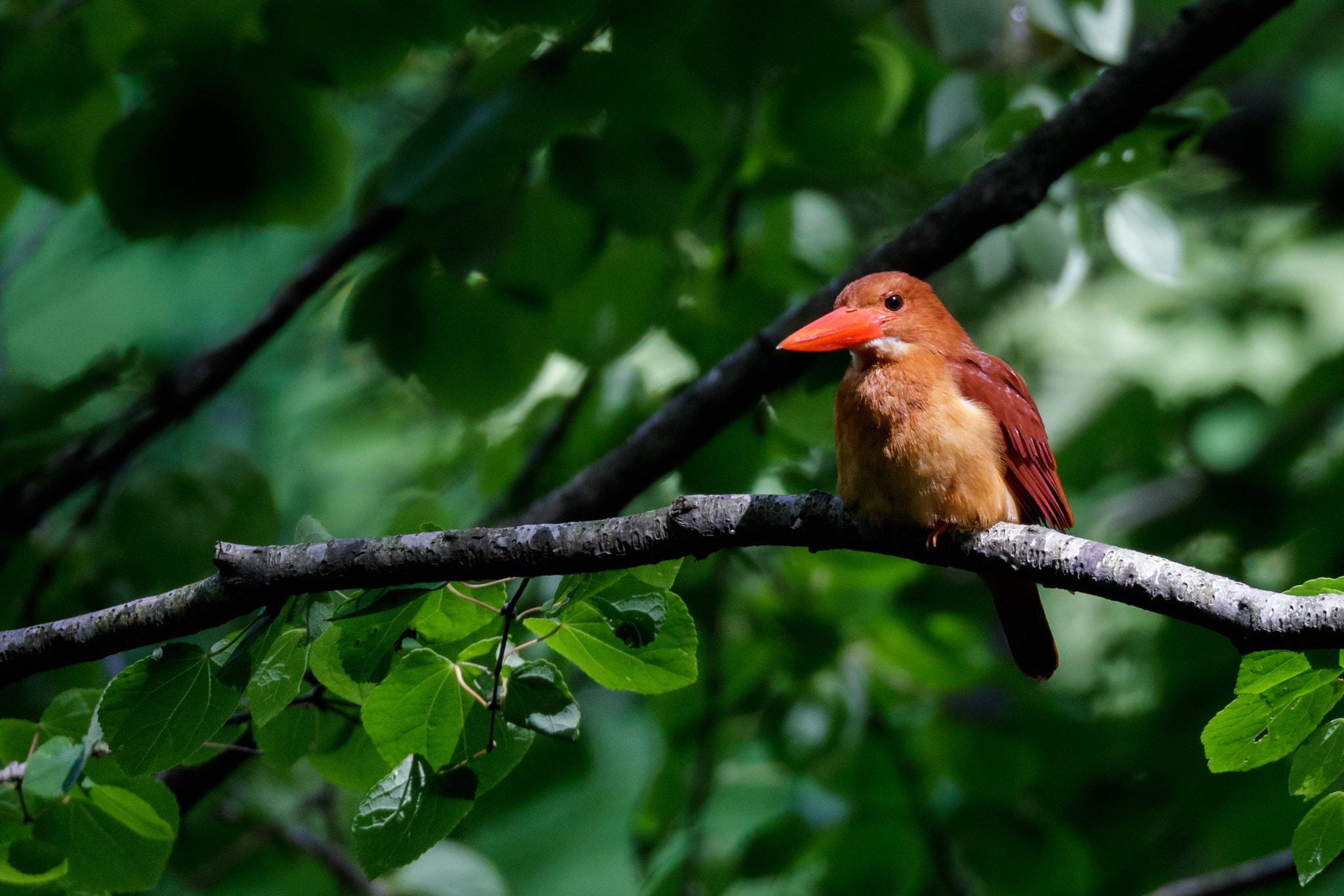 Canon EOS-1D X Mark II + Canon EF 800mm F5.6L IS USM sample photo. Ruddy kingfisher photography