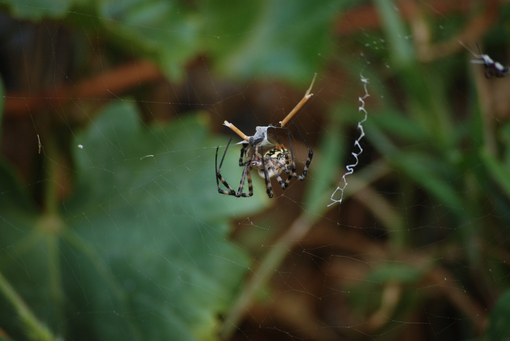 Nikon D80 + Sigma 55-200mm F4-5.6 DC sample photo. My pest (argiope trifasciata ) photography