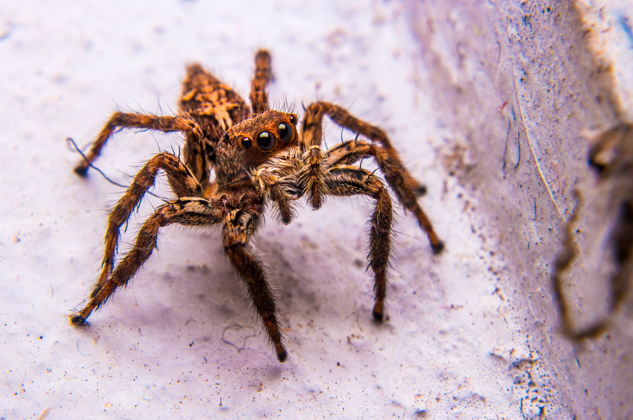 Samsung NX1 sample photo. Salticidae photography