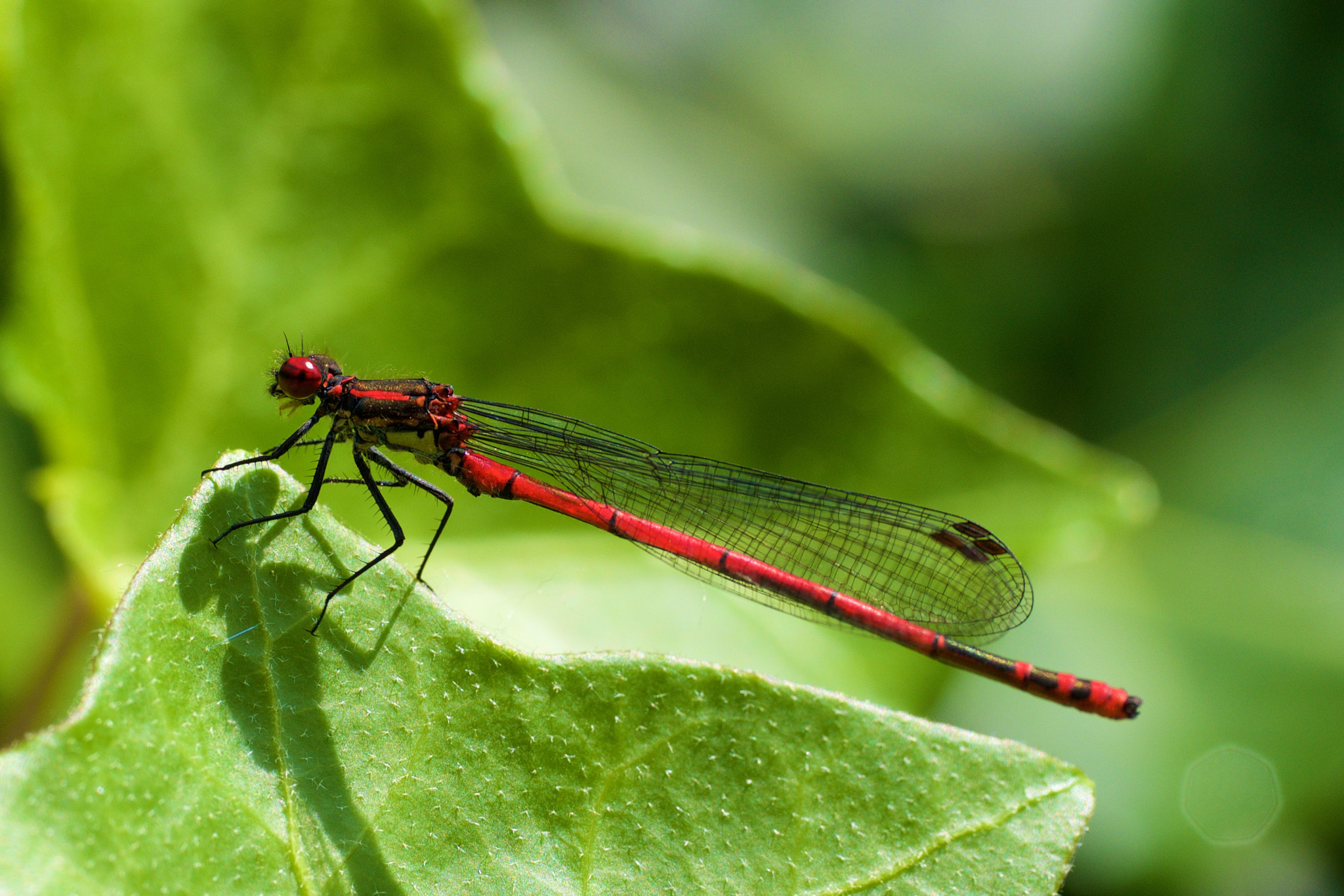 Panasonic Leica DG Macro-Elmarit 45mm F2.8 ASPH OIS sample photo. Dragonfly photography
