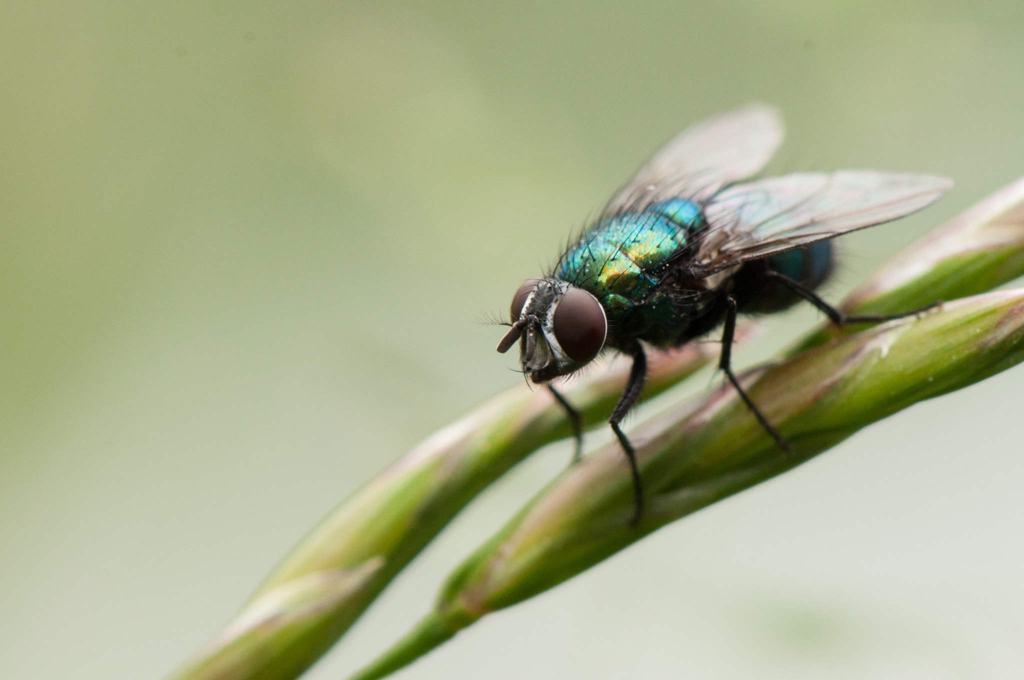 Nikon AF-S DX Micro-Nikkor 85mm F3.5G ED VR sample photo. Fly photography