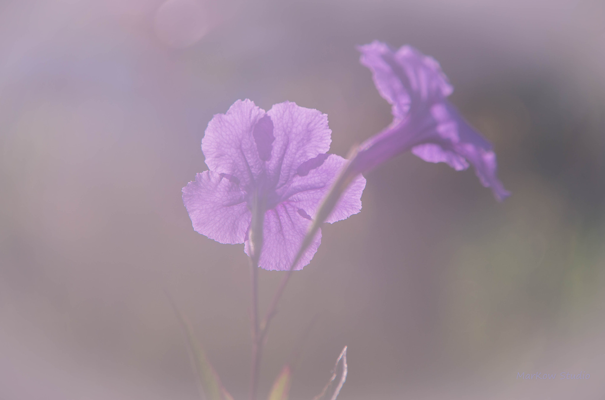 Pentax K-5 IIs sample photo. 8 am photography