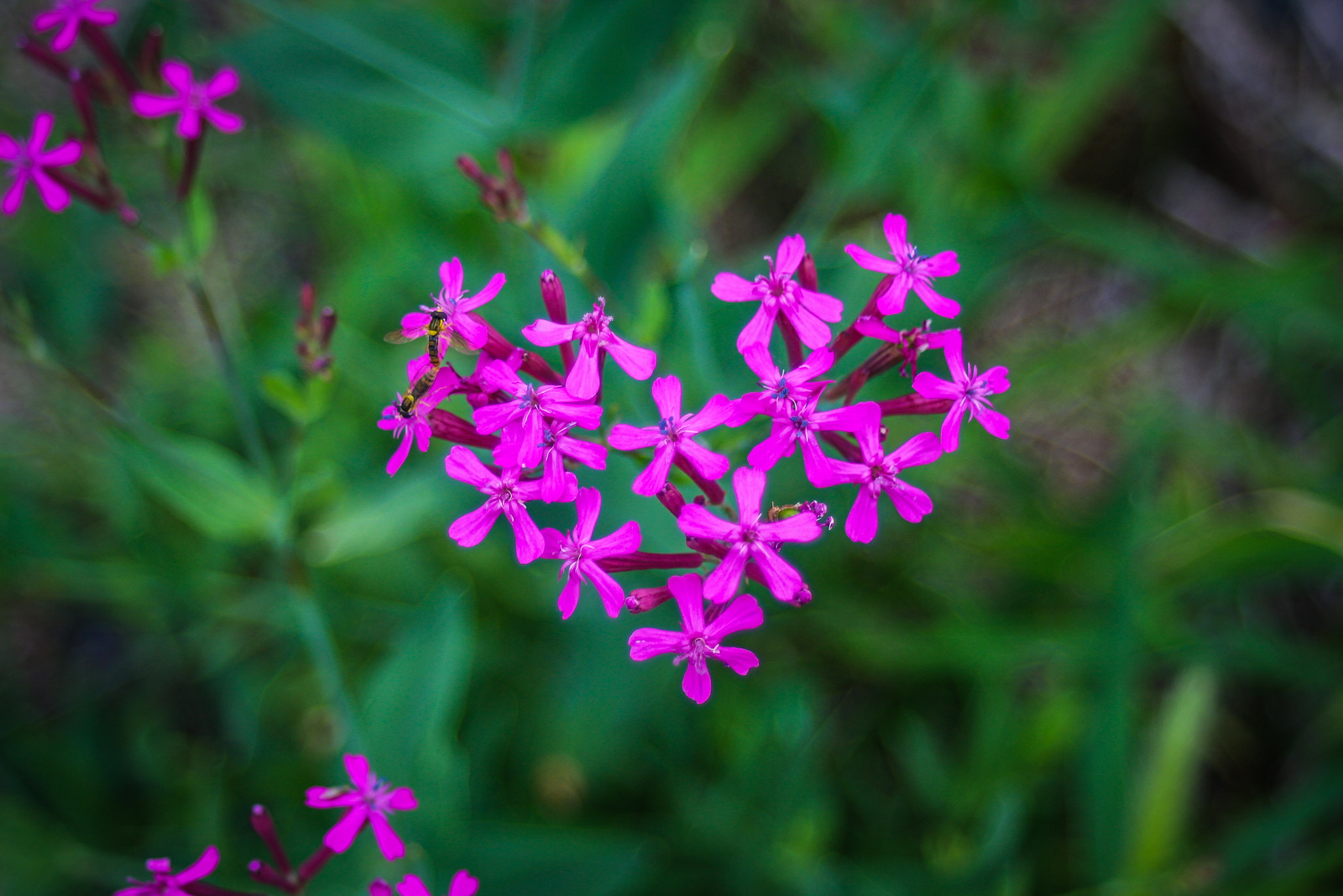 Canon EF 28-80mm f/3.5-5.6 sample photo. Love flower photography