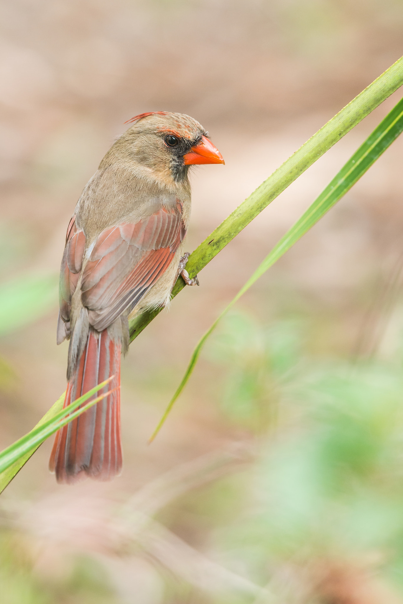 Nikon Nikkor AF-S 300mm F4E PF ED VR sample photo. Northern cardinal photography