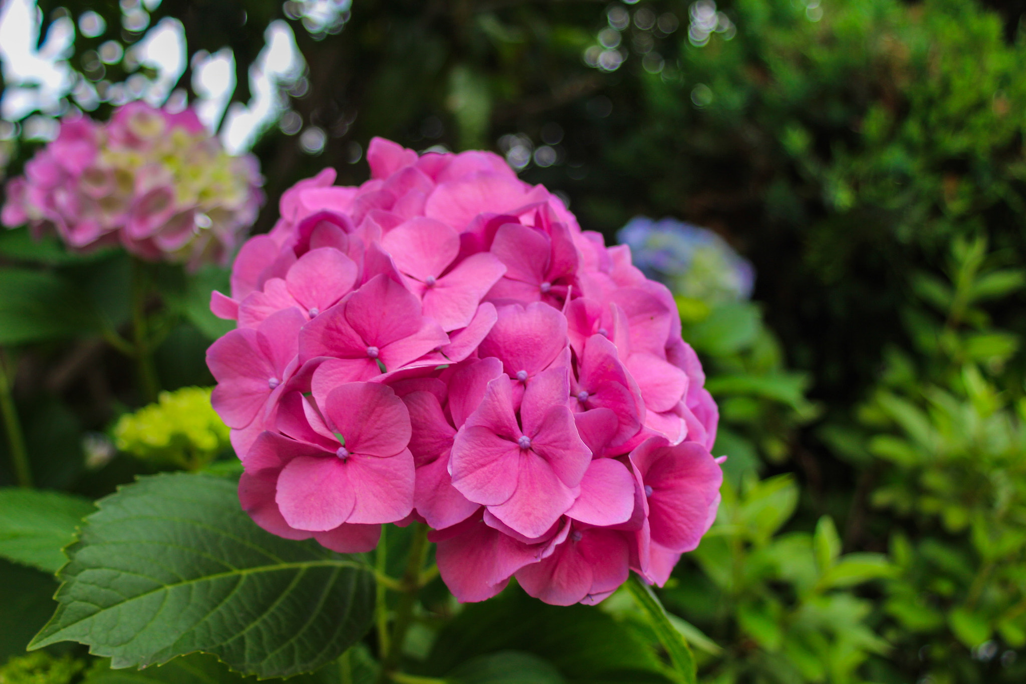 Canon EF 28-80mm f/3.5-5.6 sample photo. Hydrangea photography