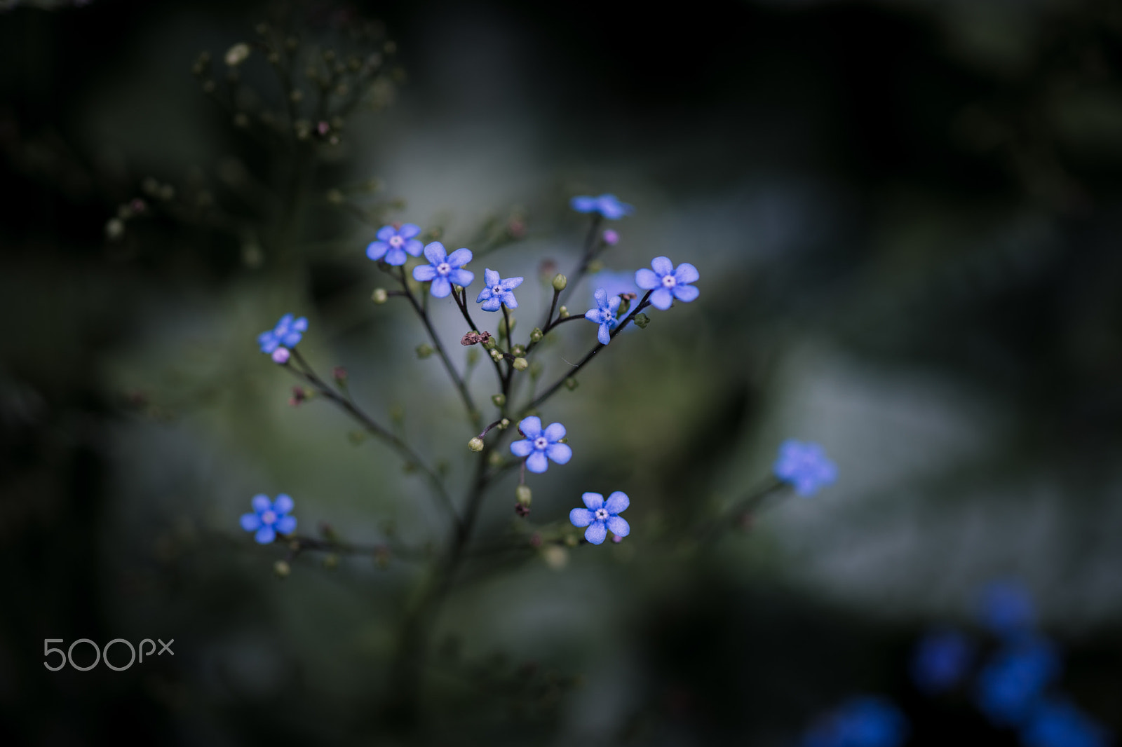 Sony a99 II + Sony 100mm F2.8 Macro sample photo. Refined simplicity photography
