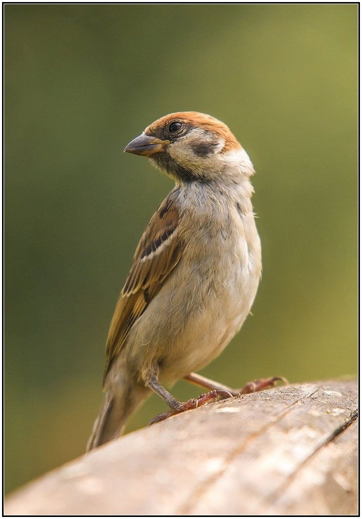 Sony Alpha DSLR-A550 + Sigma 30mm F1.4 EX DC HSM sample photo. Field sparrow photography