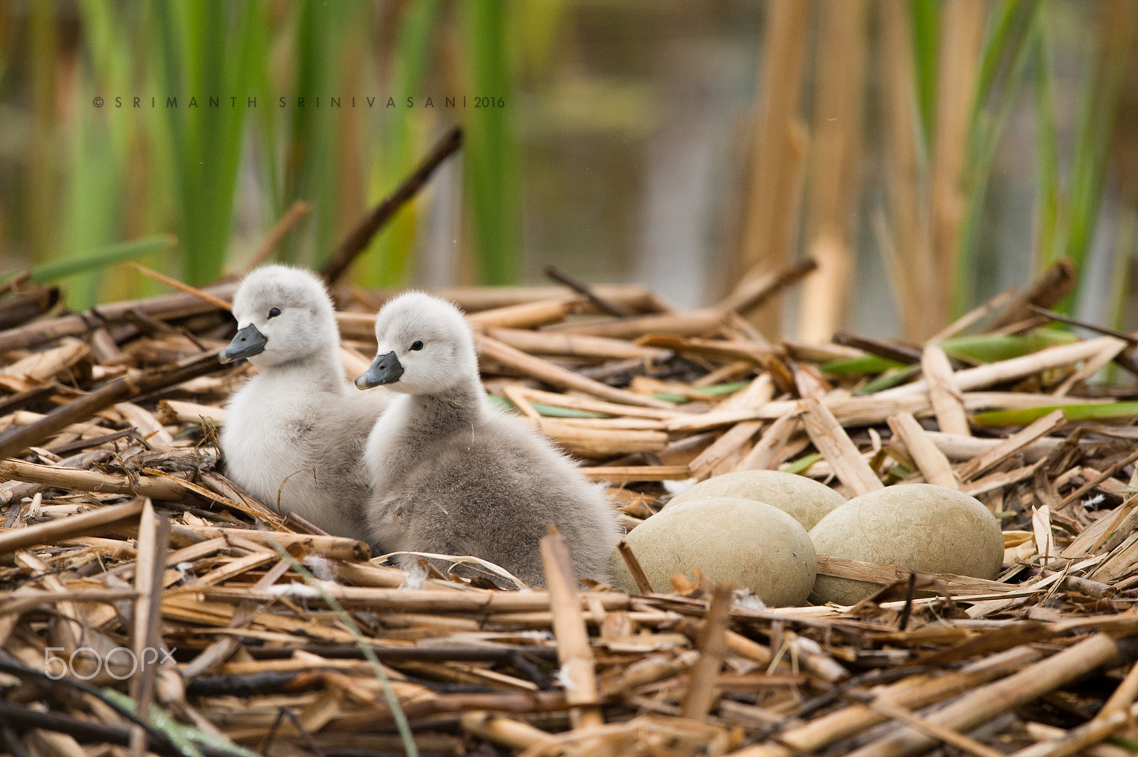 Nikon D610 + Nikon AF-S Nikkor 600mm F4G ED VR sample photo. Cygnets photography