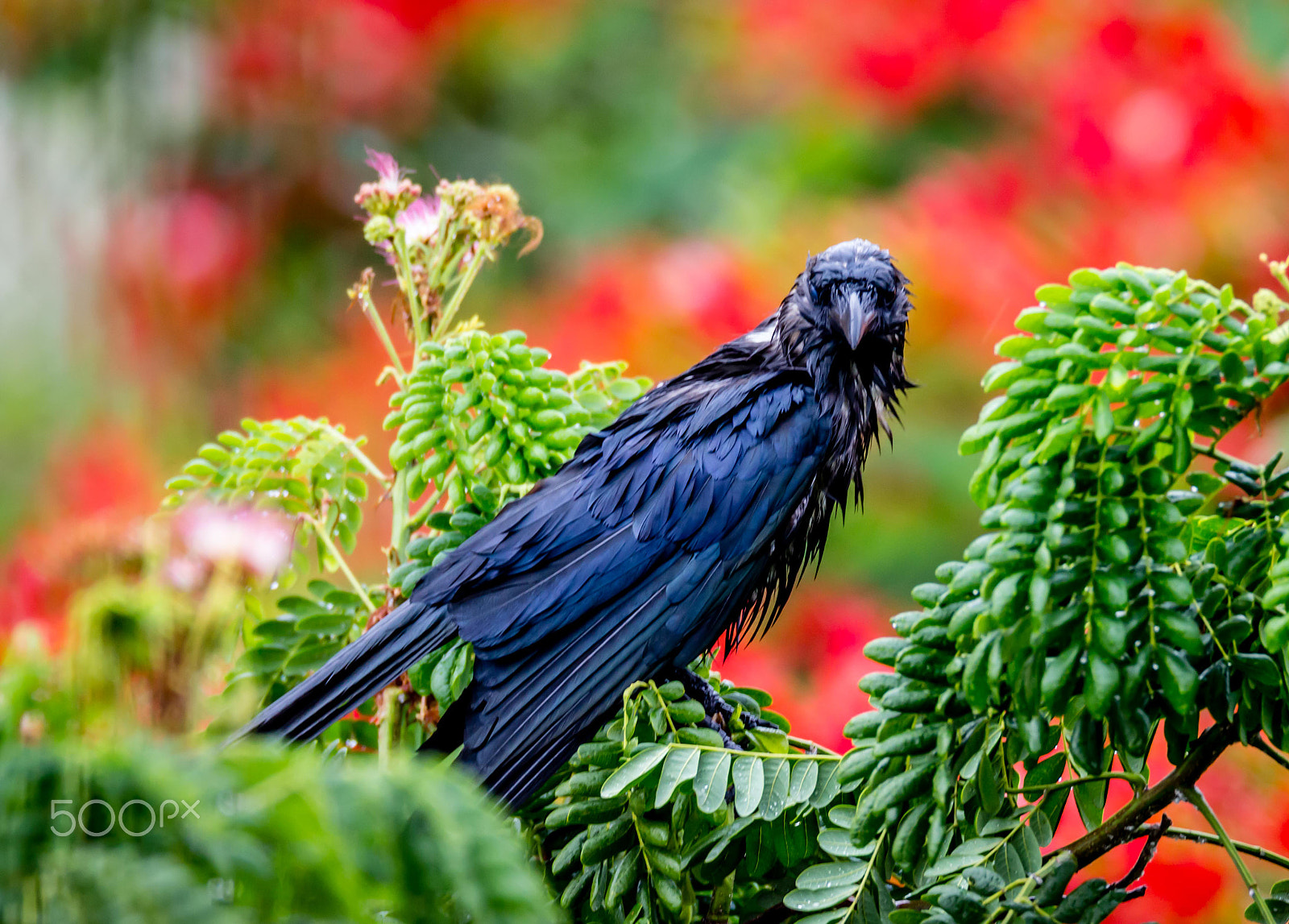 Tamron SP 150-600mm F5-6.3 Di VC USD sample photo. First rains photography