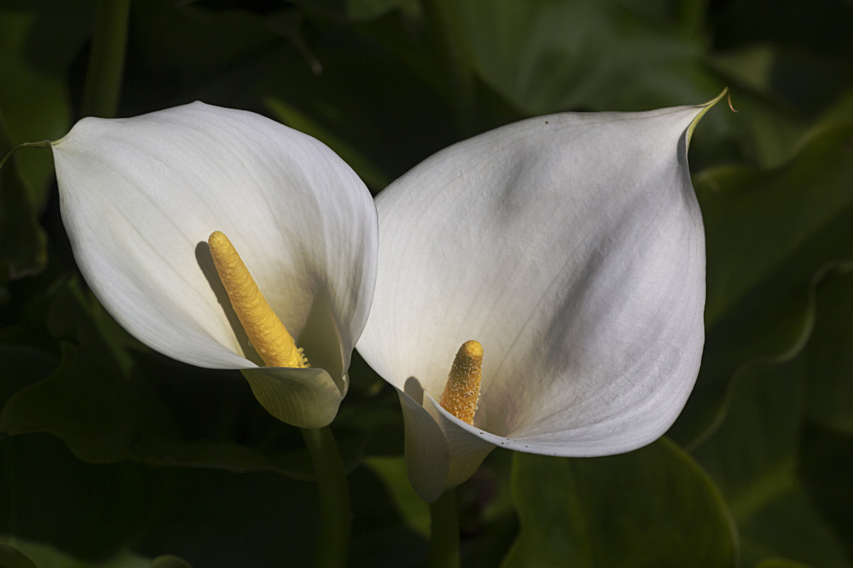 Sigma APO Macro 150mm f/2.8 EX DG HSM sample photo. Arum photography