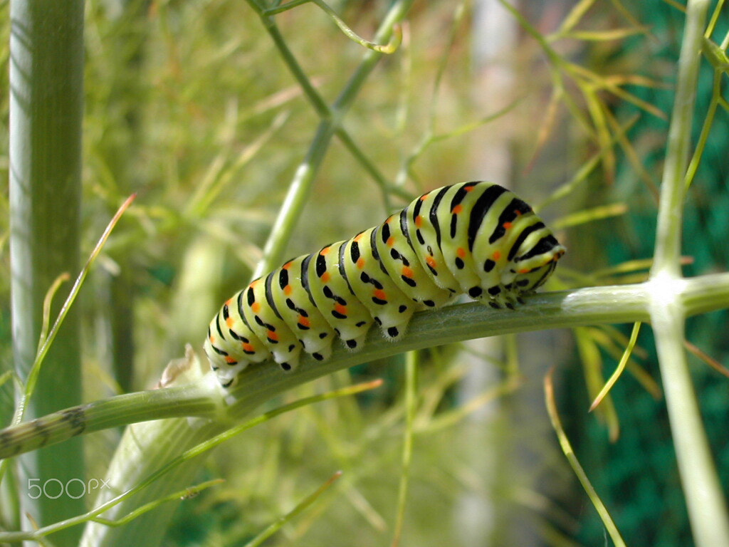 Nikon E775 sample photo. Machaon photography