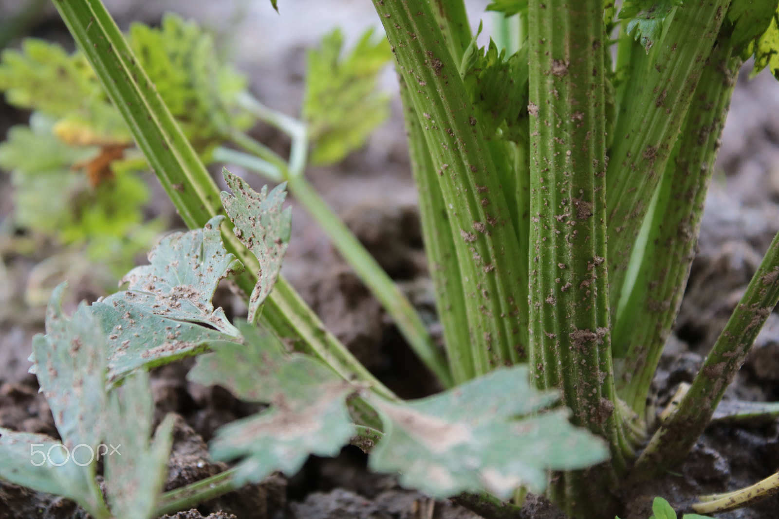 Canon EOS 750D (EOS Rebel T6i / EOS Kiss X8i) sample photo. Cerenyl photography
