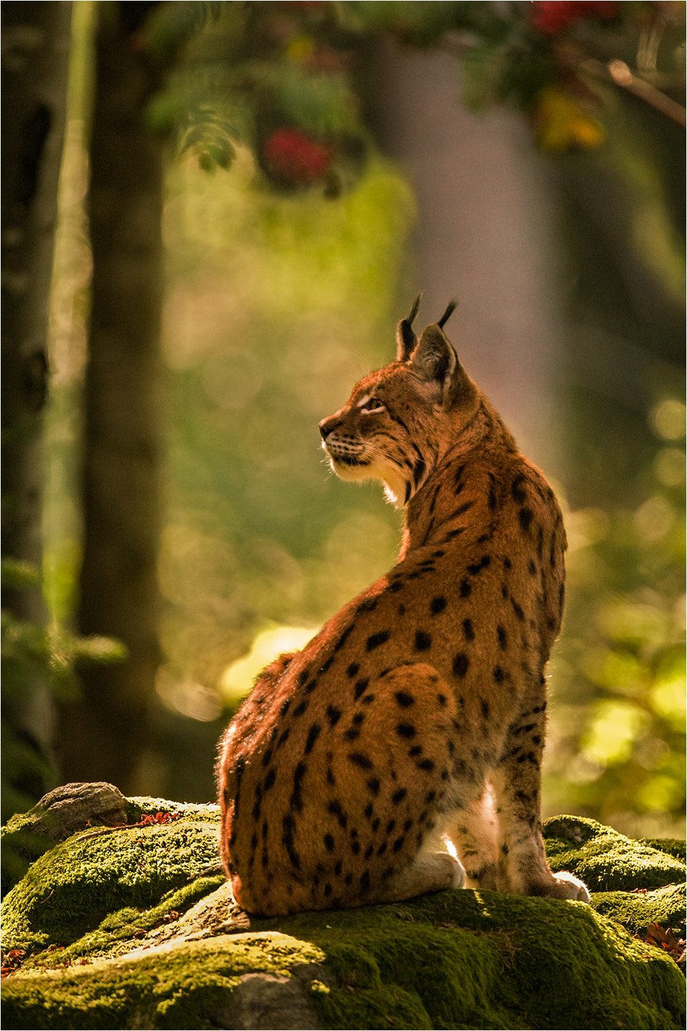 Canon EF 500mm F4L IS USM sample photo. Majestic forest photography