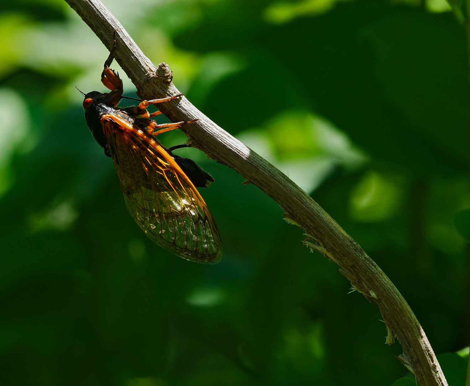 100mm F2.8 SSM sample photo. Next gen photography